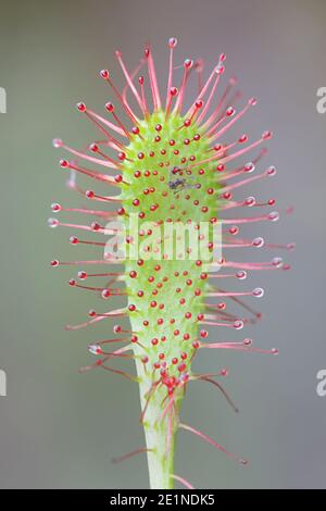 Drosera longifolia, known as English Sundew, carnivorous plant from Finland Stock Photo