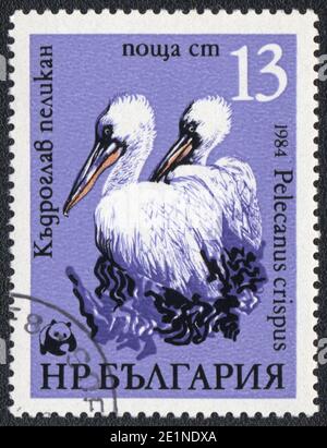 A stamp printed in Bulgaria  shows Pair of Dalmatian Pelicans (Pelecanus crispus), from series, circa 1984 Stock Photo