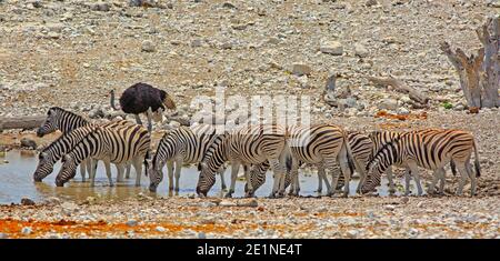 Large herd of Zebras drinking from a waterhole with an ostrich in the background Stock Photo