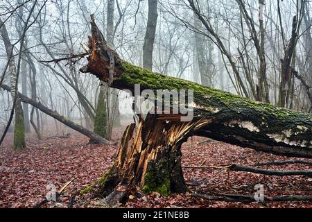 A broken tree trunk in a misty forest during autumn in Poland Stock Photo