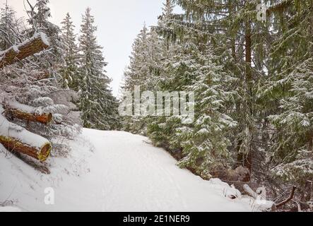Snow covered trail in Tatra mountains, Tatra National Park, Poland. Stock Photo