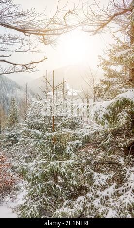 Snow covered trees in Tatra mountains, Tatra National Park, Poland. Stock Photo