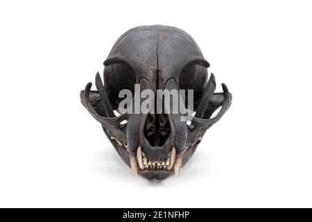Close-up of a cat skull grin isolated on a white background. Stock Photo