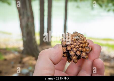 dry fallen pine cone in the hand of a man on the background of the forest and trees in autumn Stock Photo