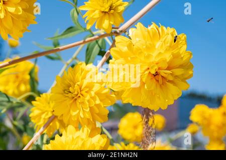yellow flower buds of rudbeckia laciniata hortensia, with bees flying next to the flower on the background of the home garden Stock Photo