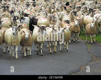 single black sheep in middle of flock of many white sheep herded together in road on way to farmyard in Cumbrian village, England, UK Stock Photo