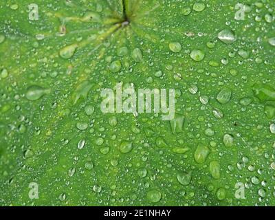 Water droplets held by soft hairs on the leaf of Alchemilla vulgaris, common lady's mantle (Nine Hooks/ Bear’s Foot/ Lion’s Foot) in Cumbria, England, Stock Photo