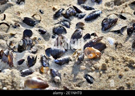 mussel shells on sandy beach Stock Photo