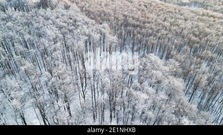 Winter forest after snowfall from above Stock Photo
