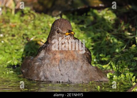 Eurasian Blackbird (Turdus merula merula) adult female bathing in pond  Eccles-on-Sea; Norfolk; UK                   November Stock Photo