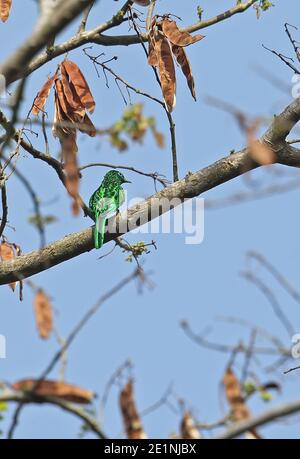 African Emerald Cuckoo (Chrysococcyx cupreus) adult perched on branch  Atewa, Ghana                     February Stock Photo