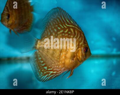 Turquoise Discus (Symphysodon Aequifaciatus Haraldi-juvenile) in freshwater aquarium Stock Photo