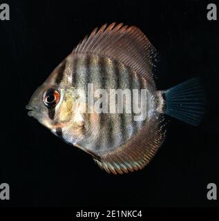 Turquoise Discus (Symphysodon Aequifaciatus Haraldi-juvenile) in freshwater aquarium Stock Photo