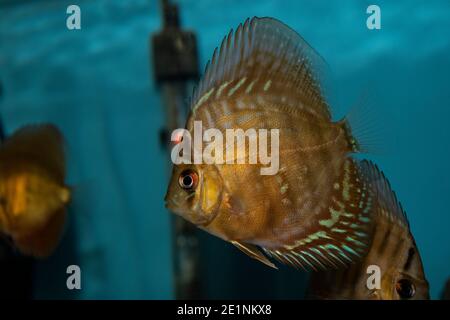 Turquoise Discus (Symphysodon Aequifaciatus Haraldi-juvenile) in freshwater aquarium Stock Photo