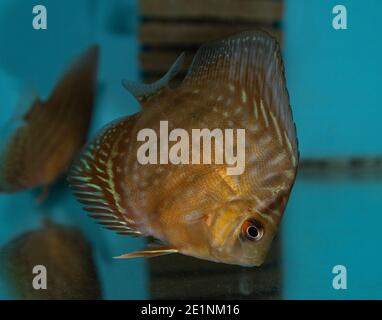 Turquoise Discus (Symphysodon Aequifaciatus Haraldi-juvenile) in freshwater aquarium Stock Photo