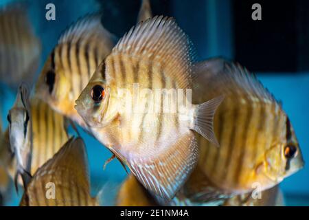 Turquoise Discus (Symphysodon Aequifaciatus Haraldi-juvenile) in freshwater aquarium Stock Photo