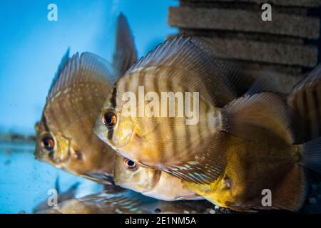 Turquoise Discus (Symphysodon Aequifaciatus Haraldi-juvenile) in freshwater aquarium Stock Photo