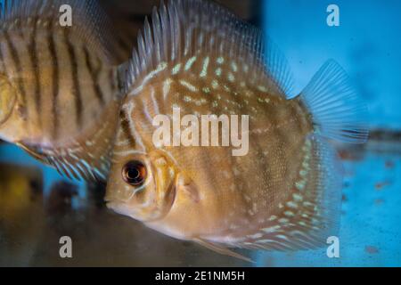 Turquoise Discus (Symphysodon Aequifaciatus Haraldi-juvenile) in freshwater aquarium Stock Photo