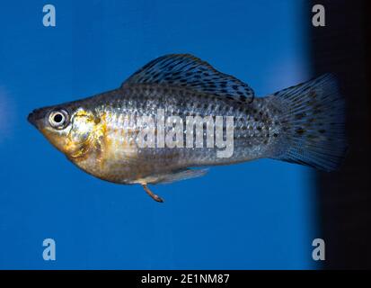 Fish Poecilia velifera in freshwater aquarium Stock Photo