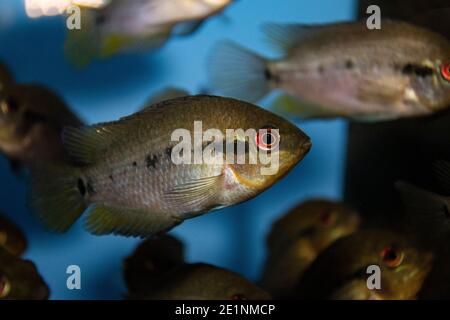 Herotilapia multispinosa (Rainbow Cichlid) juvenile in freshwater tropical aquarium Stock Photo