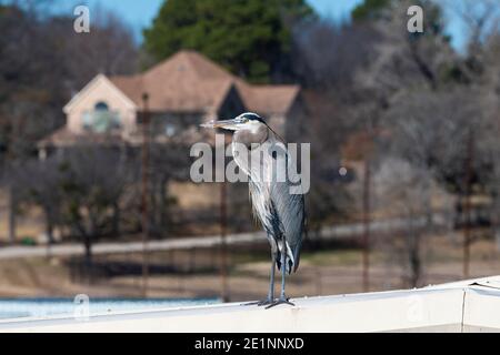 Profile of a Great Blue Heron standing on the metal roof of a building with a house surrounded by trees in the blurry background. Stock Photo