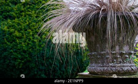 Decorative urn with ornamental grasses cascading from planter with copyspace Stock Photo