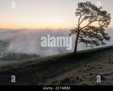 beautiful view of the lone scots pine with swirling mist below in the Vale of Pewsey, viewed from Martinsell Hill, Wiltshire Stock Photo