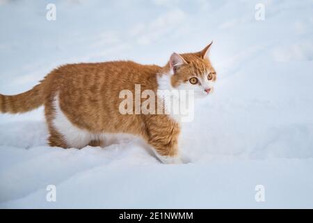 Red tabby male cat in the snow Stock Photo