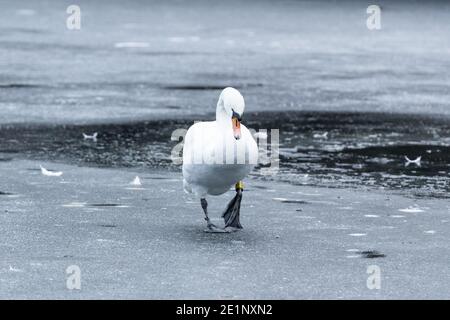 A female mute swan (cob) uk walking across a frozen lake. Stock Photo