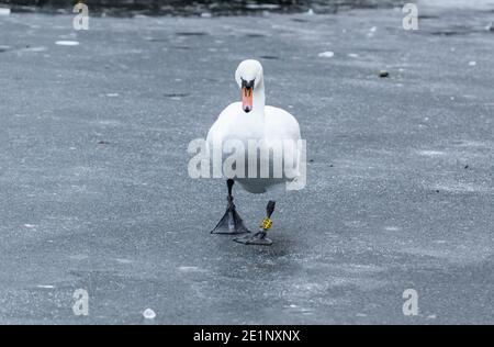 A female mute swan (cob) uk walking across a frozen lake. Stock Photo