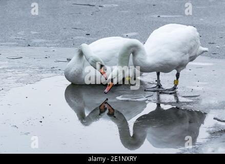A pair of mute swans taking a drink on a frozen lake. Stock Photo