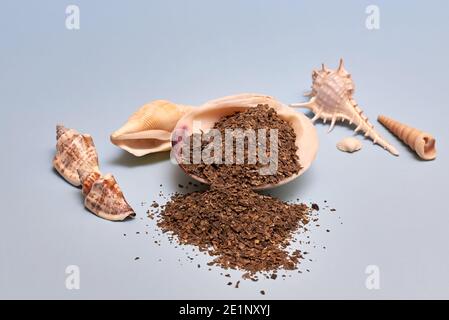 Dried shredded kelp seaweed in a shell on a blue background. Stock Photo