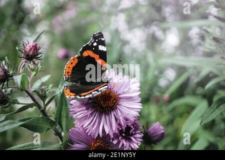 Admiral Butterfly, Vanessa Atalanta, feeding on pink flowers in the Summer Garden. A butterfly sits on a pink chrysanthemum flower. Stock Photo