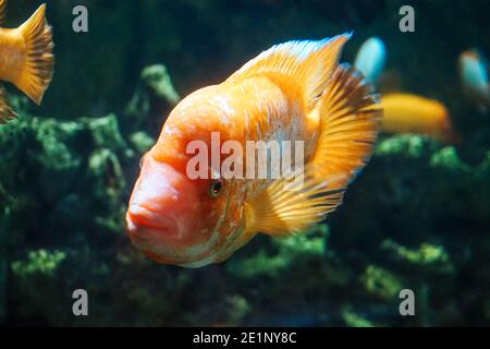 Amphilophus citrinellus - white and orange fish Stock Photo
