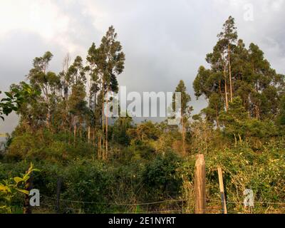 An eucalyptus forest behind an Andean raspberry cultivation, in the hillside of the central Andean mountains of Colombia, at sunset. Stock Photo