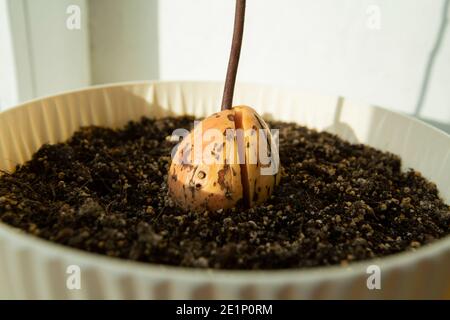 sprouted avocado tree seed in a flower pot Stock Photo