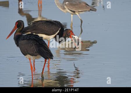 Black stork (Ciconia nigra) fishing on the lake Stock Photo