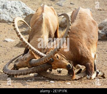 Male Nubian Ibex in a fight Stock Photo
