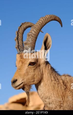 Nubian Ibex portrait, young male Stock Photo