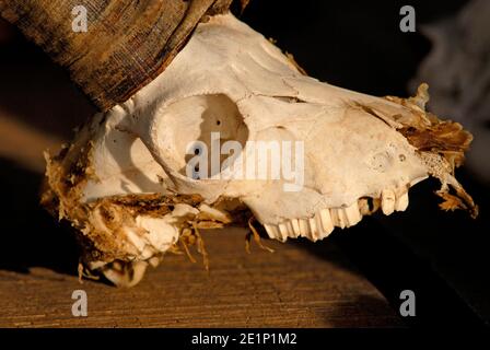 Nubian ibex skull Stock Photo