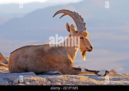 Nubian Ibex portrait, young male Stock Photo