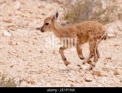 Nubian Ibex, Young Stock Photo