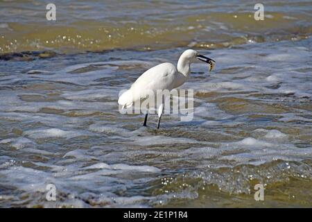 Little egret hunt fish in the sea Stock Photo