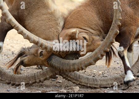 Male Nubian Ibex fight Stock Photo