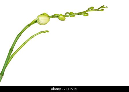 Phalaenopsis orchid Flower spike isolated on white background Stock Photo