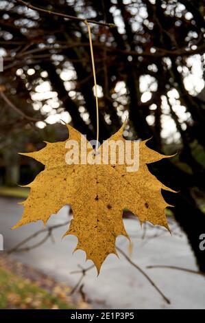 Closeup of a single yellow Norway Maple leaf hanging upside down from a tree in the fall, Vancouver, British Columbia, Canada Stock Photo