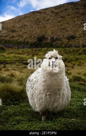 A wild alpaca near the road to Antisana, a volcano in Ecuador. Stock Photo
