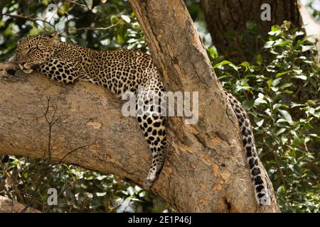 Leopard in tree in Africa Stock Photo