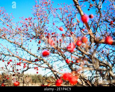 Red berries on a tree against a blue sky Stock Photo