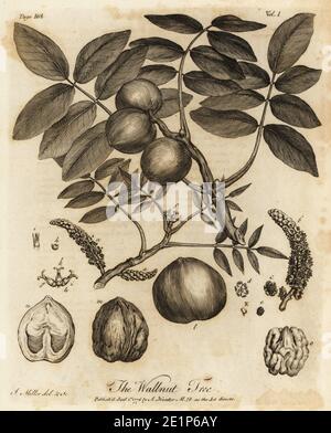Walnut tree, Juglans regia. Wallnut Tree. Copperplate engraving drawn and engraved by John Miller (Johann Sebastian Muller) from John Evelyn’s Sylva, or A Discourse of Forest Trees and the Propagation of Timer, J. Dodsley, London, 1776. Stock Photo